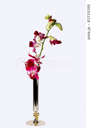 デンファレ 83559266