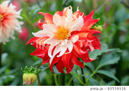ダリアの花 83559316