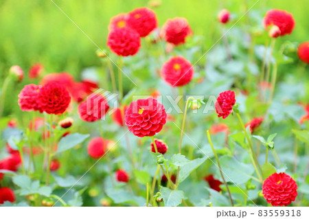 ダリアの花 83559318