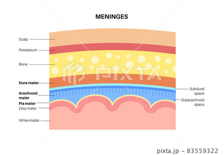 Meninges anatomy diagram Meninges anatomy diagram 83559322