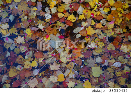 中島公園の紅葉 中島公園の紅葉 83559455