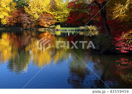 中島公園の紅葉 中島公園の紅葉 83559459