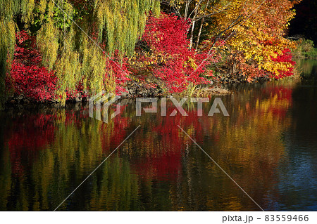 中島公園の紅葉 83559466