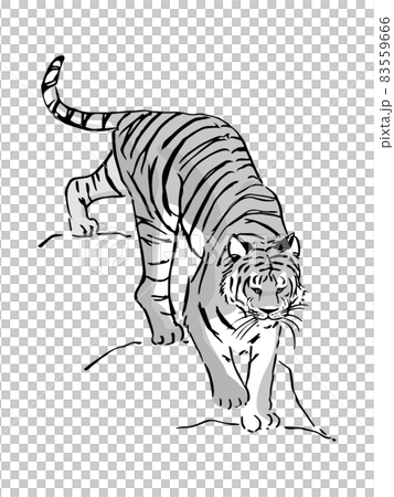 Tiger black and white coming down from a high place Tiger black and white coming down from a high place 83559666