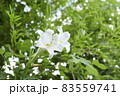 テッポウユリとカマキリa 83559741
