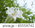テッポウユリとカマキリb 83559742