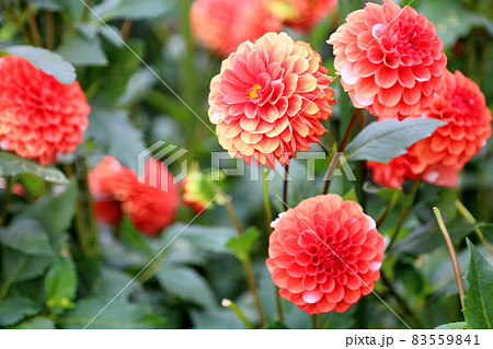 ダリアの花 83559841