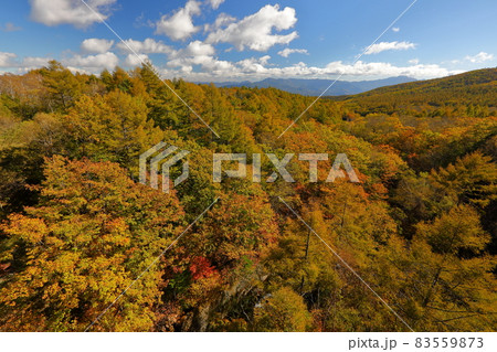 長野県南佐久郡佐久穂町 八千穂高原メルヘン街道沿いの八ヶ嶺橋からの紅葉の絶景 長野県南佐久郡佐久穂町 八千穂高原メルヘン街道沿いの八ヶ嶺橋からの紅葉の絶景 83559873