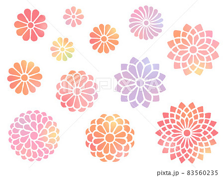 カラフルな手描き風の菊のイラストセットのイラスト素材