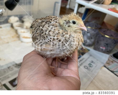 手乗り鳥・姫ウズラ・ヒメウズラ 手乗り鳥・姫ウズラ・ヒメウズラ 83560391