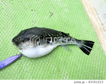 トラフグの船釣り 83561023