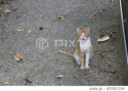 野良猫 野良猫 83562194
