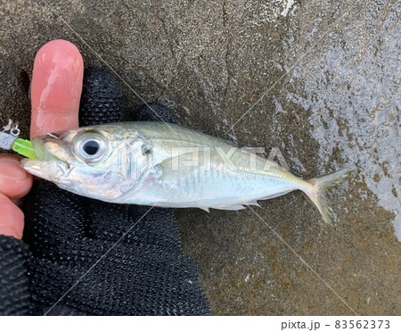 アジング・アジ釣り 83562373