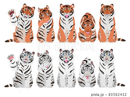 いろいろなポーズの虎 83562432