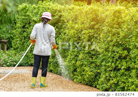 Back view of woman gardener wearing  hat in a garden watering hose splashing water on the lawn and tree leafs . Slow living, gardening hobby concept. Watering plants daily housekeeping routine. 83562474