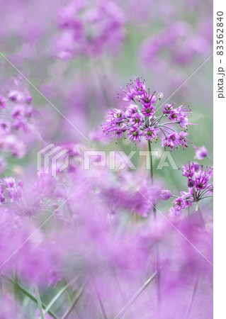 ラッキョウの花　 83562840