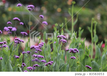 背の高い紫の花三尺バーベナの写真素材