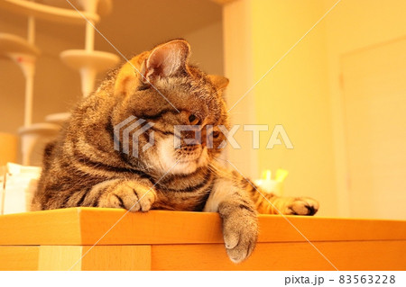 片手をちょっと出して座る鼻ぺちゃ猫アメリカンショートヘアブラウンタビー 83563228