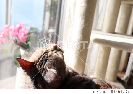 上を見てアッカンベーする猫アメリカンショートヘアシルバーパッチドタビー 上を見てアッカンベーする猫アメリカンショートヘアシルバーパッチドタビー 83563237
