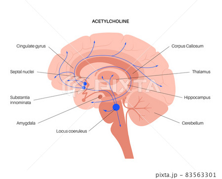 Acetylcholine cholinergic pathway Acetylcholine cholinergic pathway 83563301