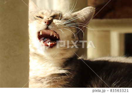 あくびが出る猫アメリカンショートヘアブルータビー 83563321