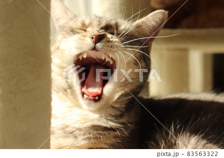 のびのび牙を出してあくびする猫アメリカンショートヘアブルータビー のびのび牙を出してあくびする猫アメリカンショートヘアブルータビー 83563322