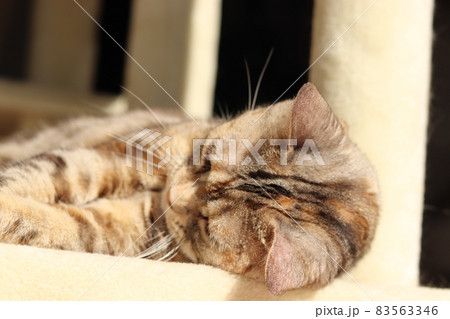 横向きに寝る猫アメリカンショートヘアシルバーパッチドタビー 横向きに寝る猫アメリカンショートヘアシルバーパッチドタビー 83563346