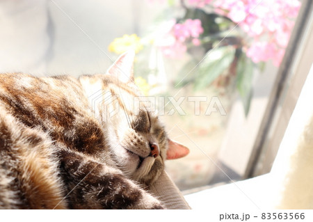 心地よく日向ぼっこする猫アメリカンショートヘアシルバーパッチドタビー 83563566