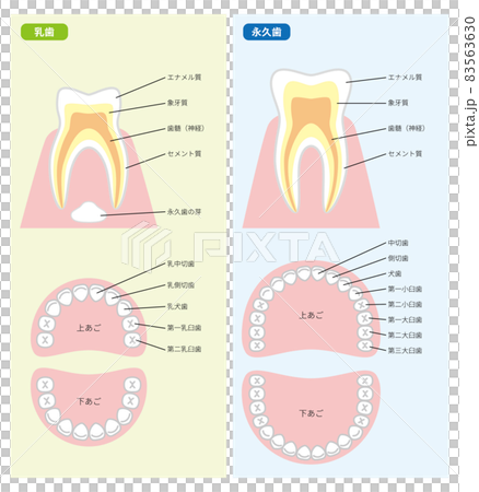 乳牙和恆牙橫截面和牙列 83563630