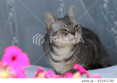 ピンクの花と穏やかな猫アメリカンショートヘアブルータビー ピンクの花と穏やかな猫アメリカンショートヘアブルータビー 83563780