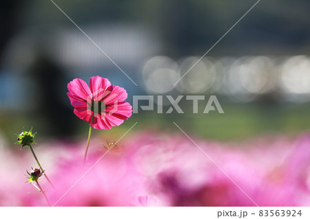 コスモス3391 83563924