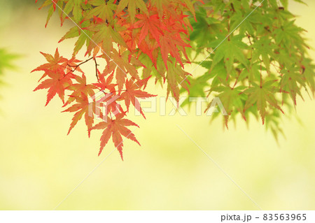 紅葉3556 紅葉3556 83563965
