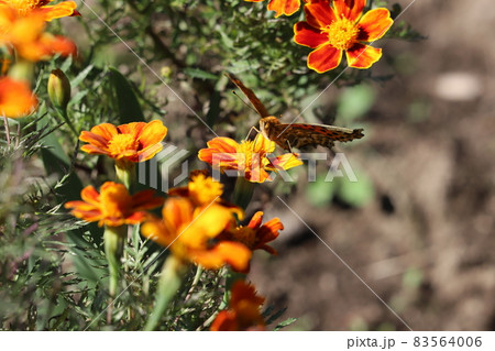 秋の公園に咲くマリーゴールドのオレンジ色の花の蜜を吸うツマグロヒョウモンのオス 秋の公園に咲くマリーゴールドのオレンジ色の花の蜜を吸うツマグロヒョウモンのオス 83564006