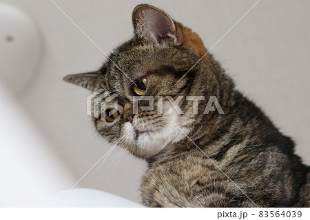 左下視線の鼻ぺちゃ猫アメリカンショートヘアブラウンタビー 左下視線の鼻ぺちゃ猫アメリカンショートヘアブラウンタビー 83564039