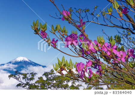 ミツバツツジ咲く丹沢・檜洞丸稜線から見る富士山 83564040