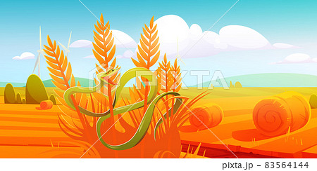 Snake Trimeresurus Salazar at autumn field, venom Snake Trimeresurus Salazar at autumn field, venom 83564144