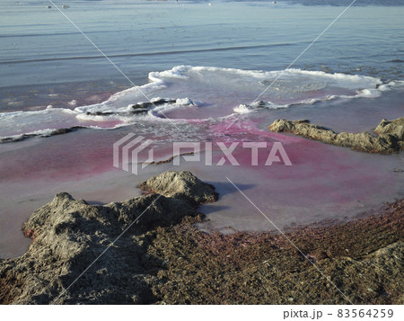 Purple ice on the shore. 83564259