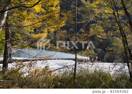 高瀬渓谷 紅葉に包まれた吊り橋 長野県大町市 高瀬渓谷 紅葉に包まれた吊り橋 長野県大町市 83564362