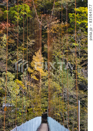 高瀬渓谷 紅葉に包まれた吊り橋 長野県大町市 高瀬渓谷 紅葉に包まれた吊り橋 長野県大町市 83564377