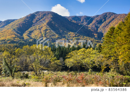 親海湿原の美しい紅葉 長野県白馬村 親海湿原の美しい紅葉 長野県白馬村 83564386