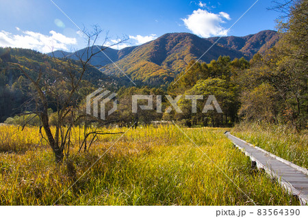 親海湿原の美しい紅葉 長野県白馬村 親海湿原の美しい紅葉 長野県白馬村 83564390