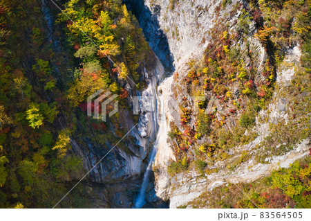 濁沢の滝（白竜の滝）と美しい紅葉　長野県大町市（ドローンによる空撮） 83564505