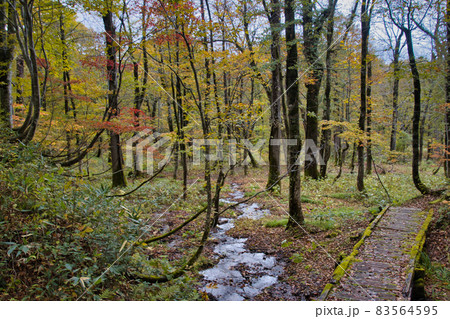 奥裾花自然園　こうみ平湿原の美しい紅葉　長野県長野市（鬼無里） 83564595