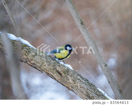 Cute bird Great tit, songbird sitting on a branch without leaves in the autumn or winter. 83564813