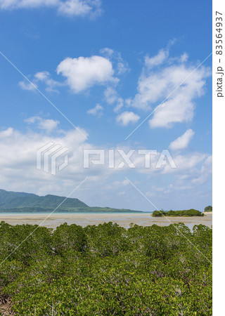 八重山諸島・小浜島・石長田海岸のマングローブの先に見える西表島（縦） 83564937