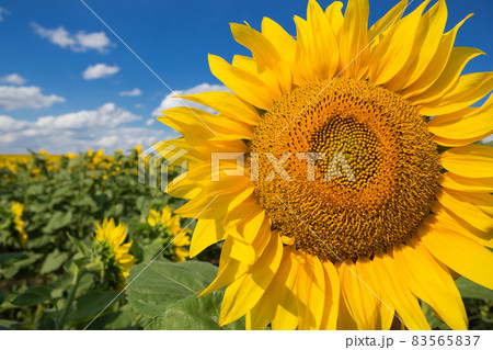 large blossoming sunflower in detail on a background of field with sunflowers and blue sky with clouds, sunlight, concept large blossoming sunflower in detail on a background of field with sunflowers and blue sky with clouds, sunlight, concept 83565837