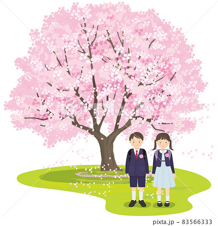 満開の桜の木と1年生の男の子と女の子 満開の桜の木と1年生の男の子と女の子 83566333