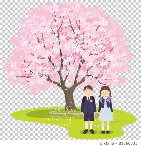 満開の桜の木と1年生の男の子と女の子 満開の桜の木と1年生の男の子と女の子 83566333