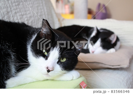 昼寝猫 昼寝猫 83566346