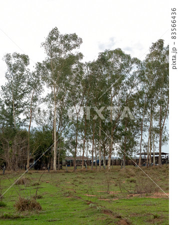 Tall Eucalyptus Trees Tall Eucalyptus Trees 83566436